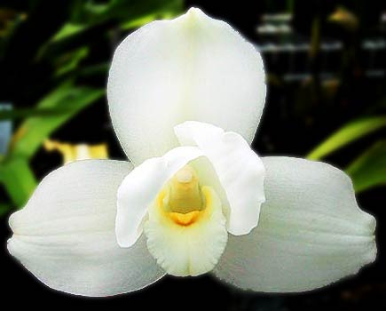 National Symbol Monja Blanca White Nun Flower Coloring Page - Reverasite