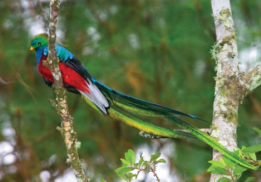 Quetzal bird (2)