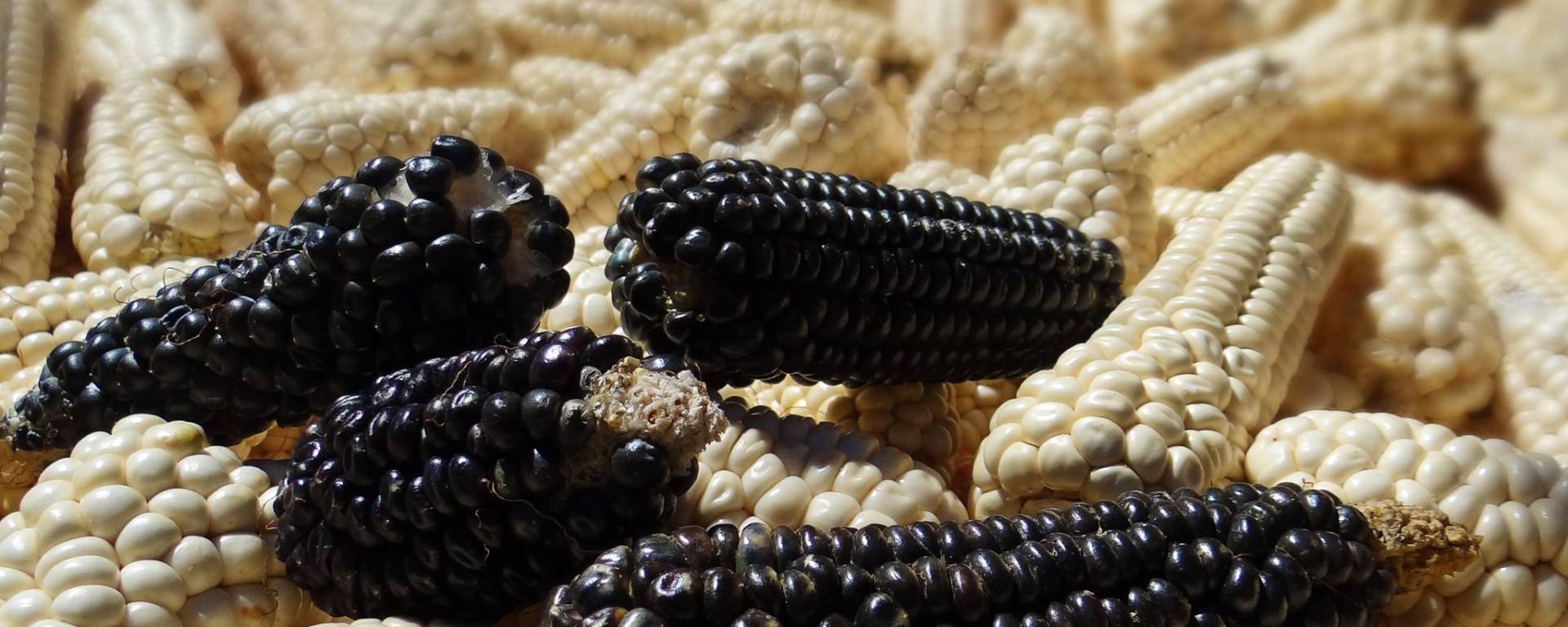 Guatemalan corn